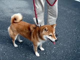 犬の写真２